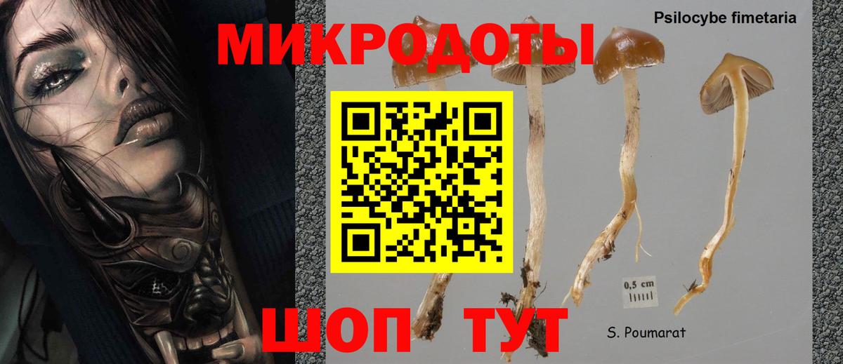 Псилоцибиновые грибы Cubensis  Галлюциногенные грибы MAGIC MUSHROOMS  Подольск  где можно купить   Вход с VPN 